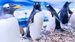 Penguins at Sea Life London